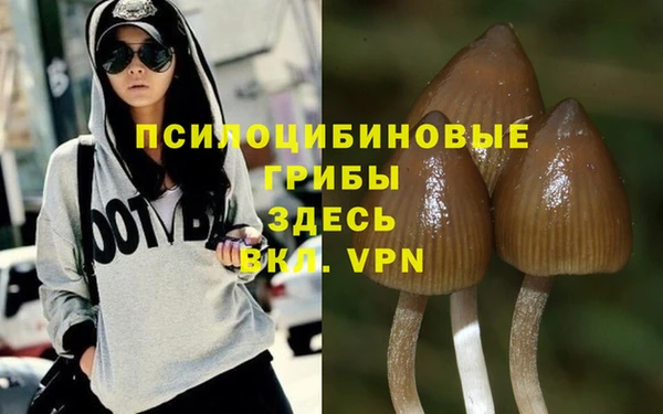 прущие грибы Алзамай